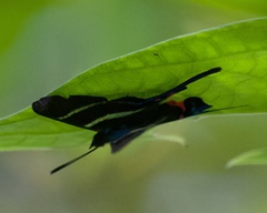 Rhetus arcius