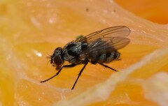 Anthomyia