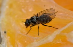 Anthomyia