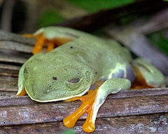 Agalychnis callidryas