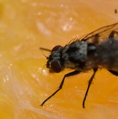 Anthomyia