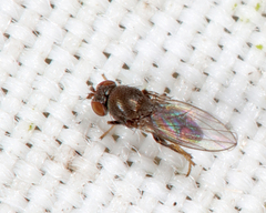 Ephydridae
