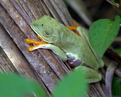 Agalychnis callidryas