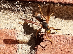Polistes fuscatus