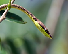 Oxybelis aeneus image