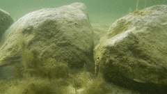 Cyprinodon variegatus