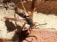 Polistes fuscatus