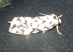 Goniosema anguliscripta