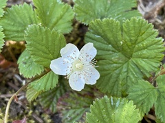 Rubus lasiococcus
