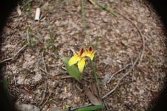 Caladenia flava