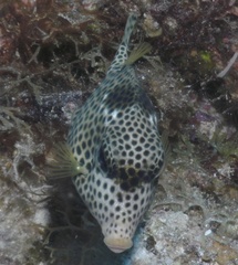 Lactophrys bicaudalis