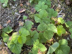 Rubus lasiococcus