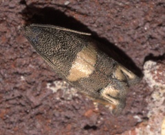 Epiblema luctuosissima