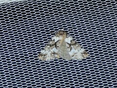 Lophosigna catasticta