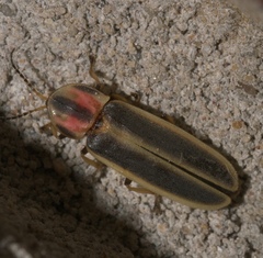 Pyractomena