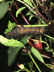 Hypercompe scribonia