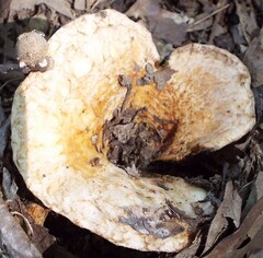Lactifluus deceptivus