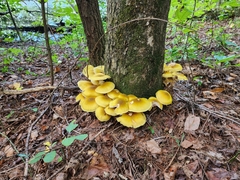 Armillaria mellea