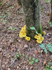 Armillaria mellea