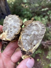 Truncocolumella citrina