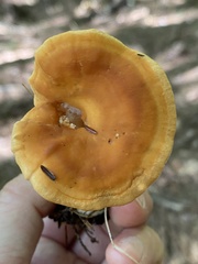 Hydnum umbilicatum