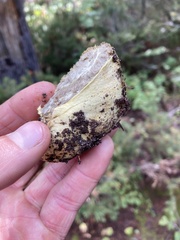 Truncocolumella citrina