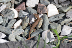 Takydromus tachydromoides