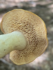 Hydnum umbilicatum