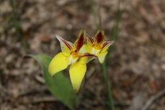 Caladenia flava