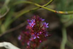 Calytrix