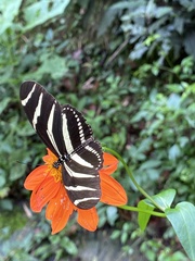 Heliconius charithonia vazquezae
