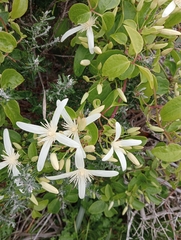 Clematis pubescens