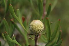 Isopogon