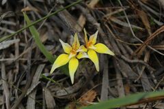 Caladenia flava