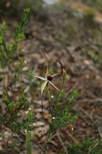 Image of Caladenia heberleana by (c) Em Lamond, some rights reserved (CC BY)