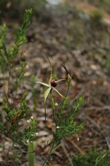 Caladenia heberleana