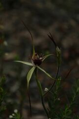 Caladenia heberleana