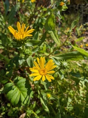 Grindelia integrifolia