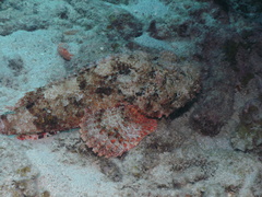 Scorpaena plumieri
