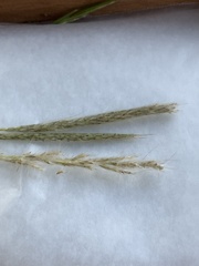 Bothriochloa barbinodis