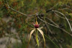 Caladenia heberleana