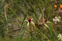 Caladenia heberleana