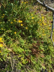 Grindelia integrifolia
