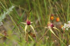 Caladenia heberleana