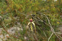 Caladenia heberleana