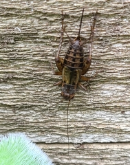 Allonemobius fasciatus