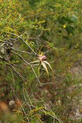 Caladenia heberleana