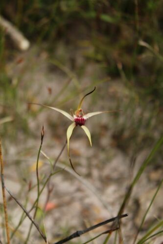 Image of Caladenia heberleana by (c) Em Lamond, some rights reserved (CC BY)
