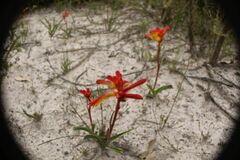 Anigozanthos humilis