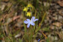 Iridaceae